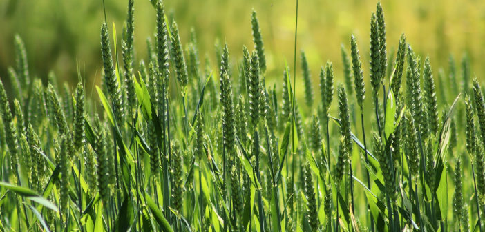 Use foliar N on spring wheat for maximum returns grain-4266938_1920