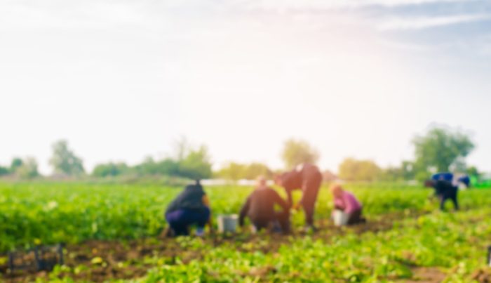 Employers of seasonal workers to receive free Covid-19 tests on farms