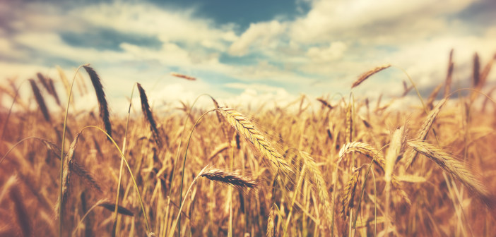 AIC welcomes EU equivalence for UK-certified seed wheat_seed