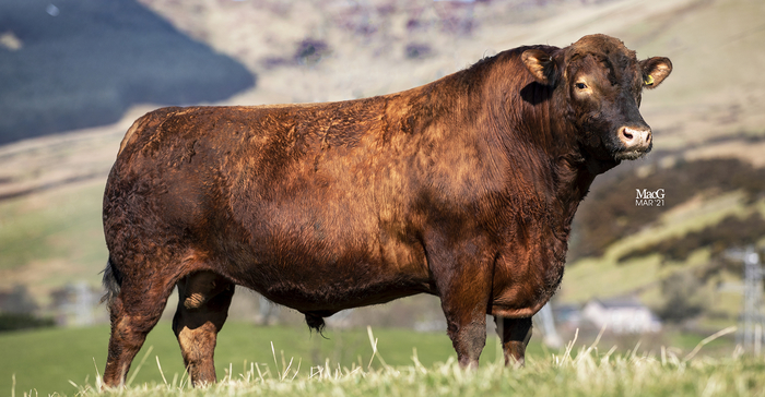 Stabiliser Cattle Company progresses UK beef industry with first genomic enhanced EBVS