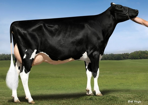 New young sire choices for Holstein breeders