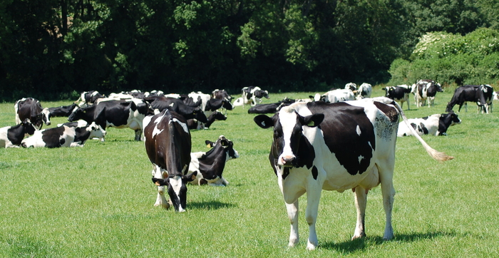Prevent buffer feeding eroding winter forage stocks