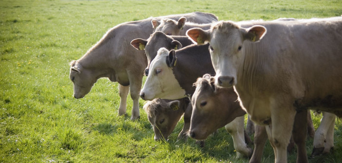 Feed conversion efficiency key to UK beef industry UFAC-UK_supports_GBBW_2