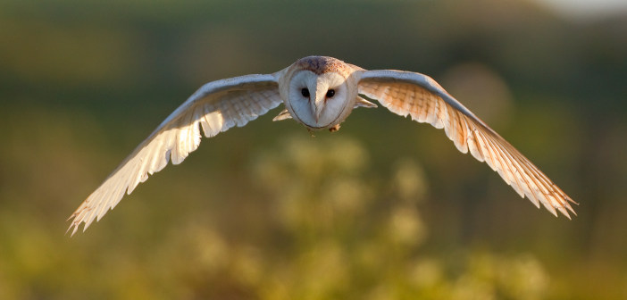 Residues found in barn owls prompts rodenticide reminder for farmers Wild,Barn,Owl,In,Flight