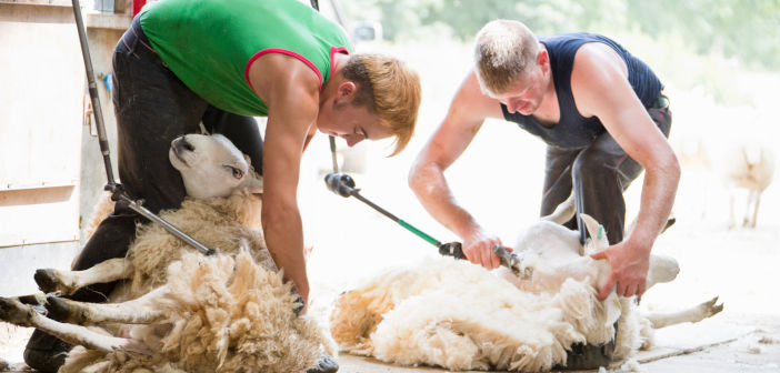 sheep_shearing