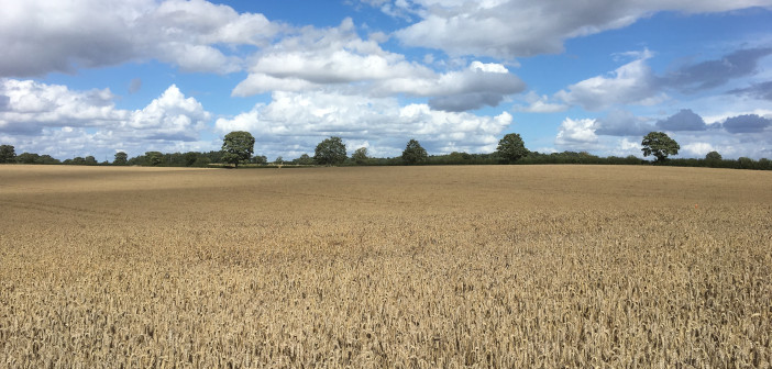 Winter,Wheat,Close,To,Harvest,In,North,Yorkshire,,England,,