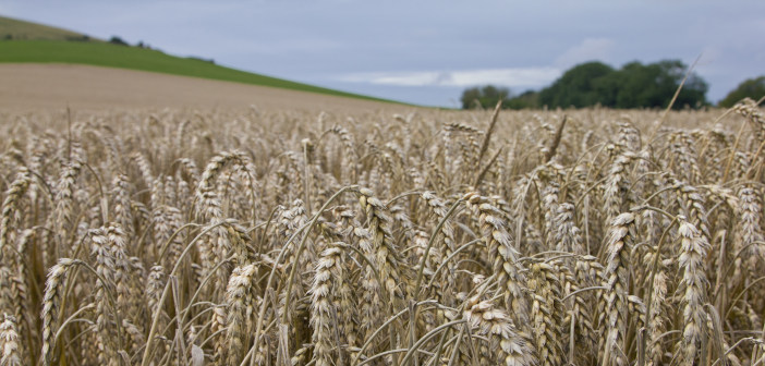 RAGT and Bayer partner to develop hybrid wheat Wheat,Field,In,Summer,Near,Wilmington,,East,Sussex.,England,,Uk.