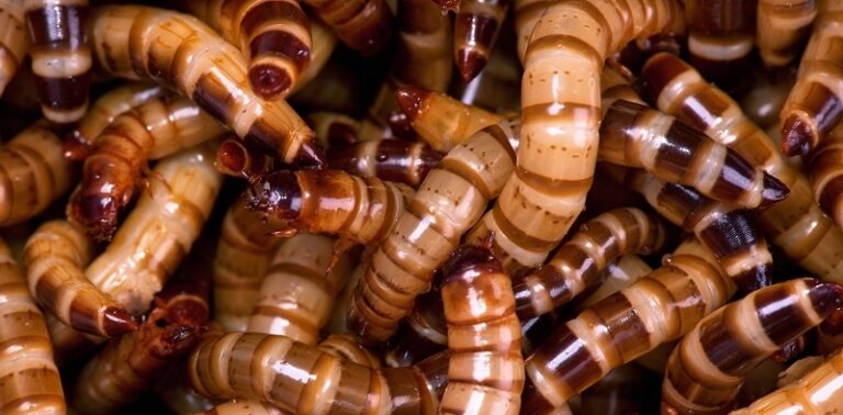 Farming insects for sustainable feed