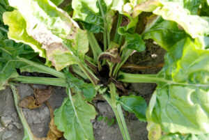 Boron Deficient Sugar Beet