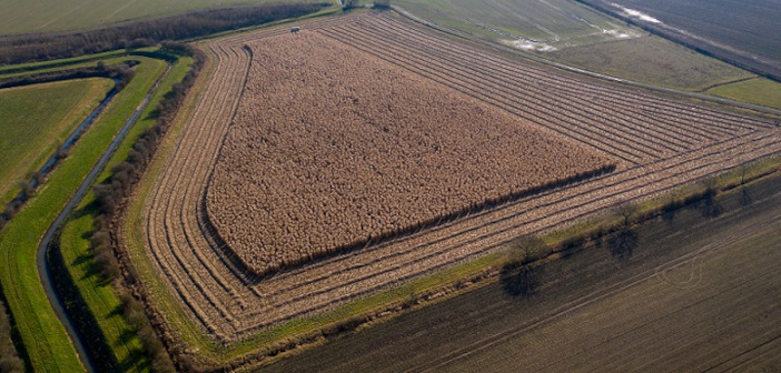 Bespoke finance package to cover upfront costs of miscanthus Miscanthus drone image (small)