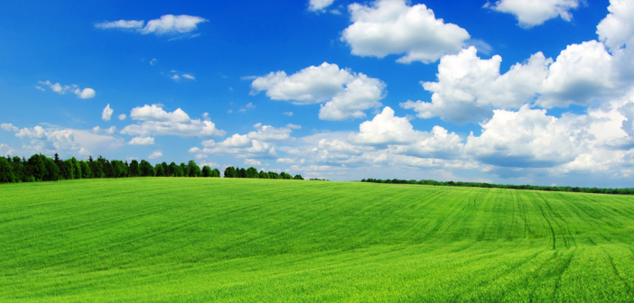 Fertiliser checks could reap rewards ahead of silage cuts Silage Field