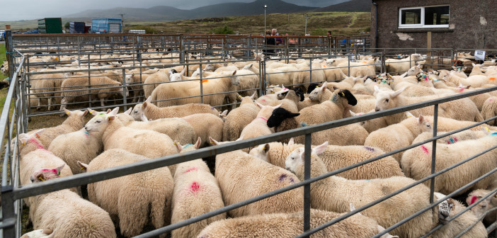 LAA calls for patience around Covid-19 protocols Portree,,Scotland,,Uk,-,August,26,,2019:,Lambs,And,Ewes