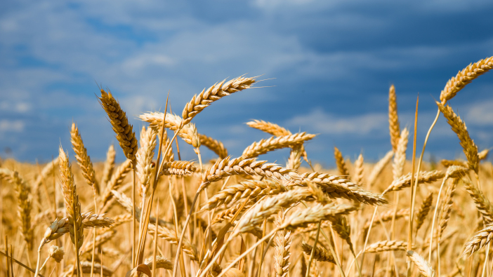 ADM Agriculture launches grain carbon footprint scheme An image of Grain (Wheat)