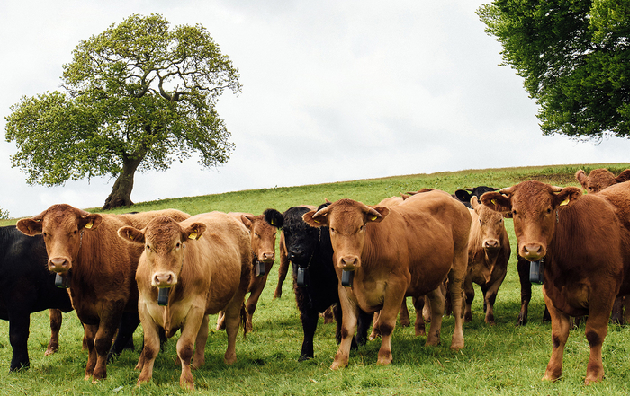Curious about virtual fencing? Visit Groundswell to speak to farmers and grazing experts using Nofence grazing technology