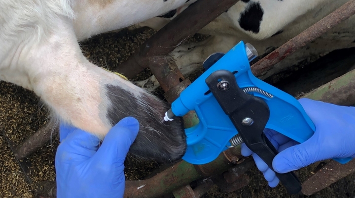 Studies Show How Genomic Test CLARIFIDE® Plus Boosts Herd Health & Profits