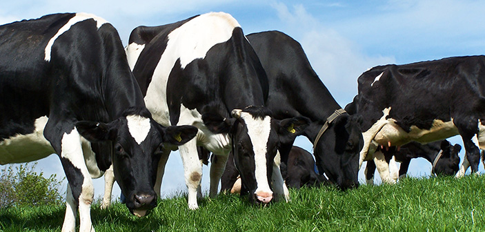 Increase milk from forage through precision feeding Image of dairy cows