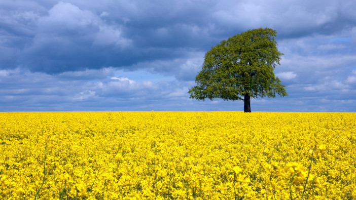New guide from Opico and Bayer set to help OSR growers with early drilling A,Single,Tree,In,A,Field,Of,Vibrant,Yellow,Oil