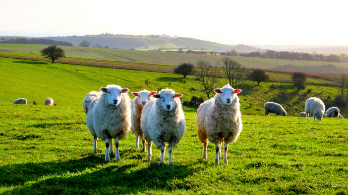 International sheep shearers granted UK access Four,Sheep,Standing,In,A,Line,Looking,At,The,Camera