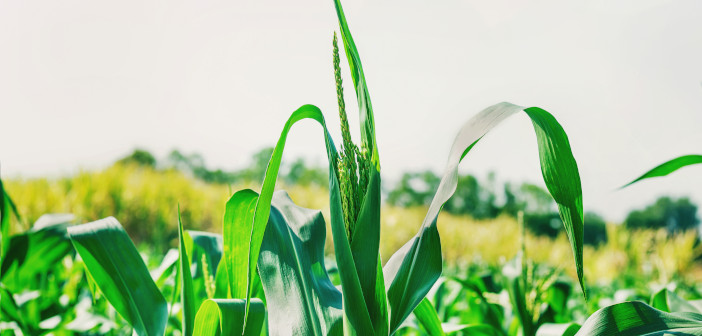 Nutrition is key for high yielding forage maize Corn,Grown,On,Farmer's,Farms,Is,Growing.,There,Is,A