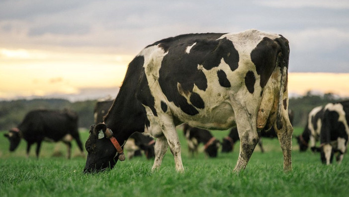 Datamars acquires HerdInsights single cow with collar