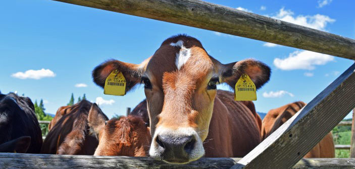 Plan cash flow now to avoid feed cost issues