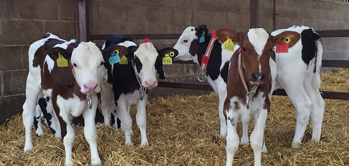 The future of dairy farm sustainability