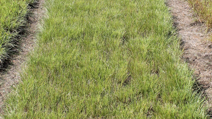 Raise mower for better regrowth PRG-Bowie-cut-at-9cm-two-weeks-ago-edit.jpg