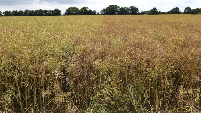 New OSR hybrid holds up against sclerotinia pressure PT303 (left) v Commercial OSR2 15 July 2021