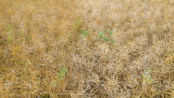 Pod shatter resistance highlighted as recent storms take their toll Pod shatter courtesy LG seeds