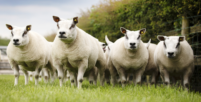 The Best of British Pedigree Beltex Stock Up for Grabs