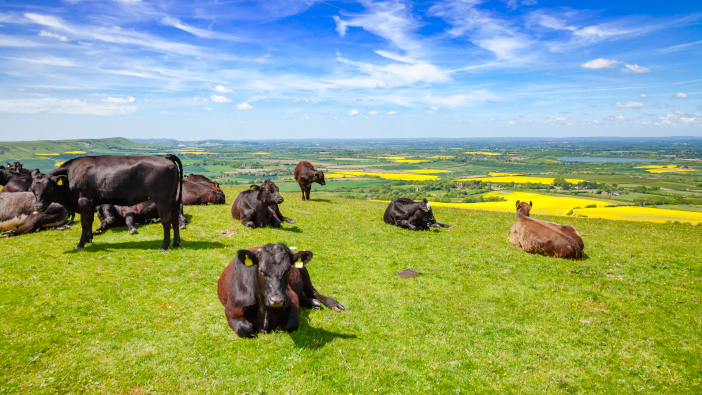Black,Aberdeen,Angus,Beef,Cattle,At,Pasture,On,The,South