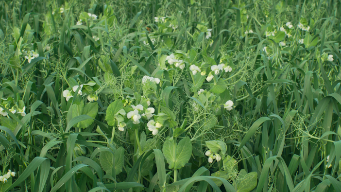 Agrovista offers advice for cover crop success Peas,And,Oats,Detail,For,Green,Fertilization,Mulch,Field,And