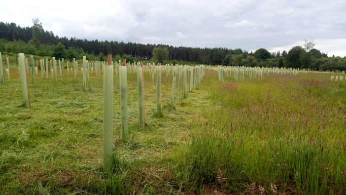 Right tree, right place Woodland,Creation,With,Biodivers,Uk,Native,Trees