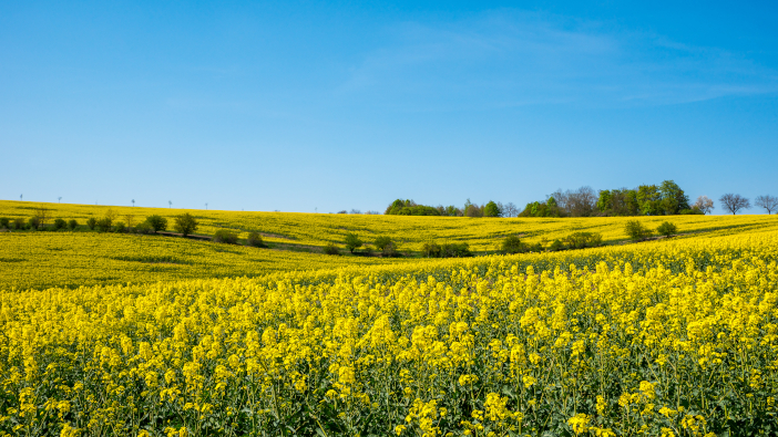 A smarter approach to rotation planning Yellow,Rapeseed,Field,With,Deep,Blue,Sky