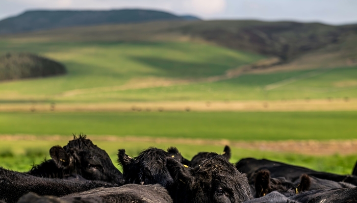 Bold plans to eradicate BVD and sheep scab by 2031