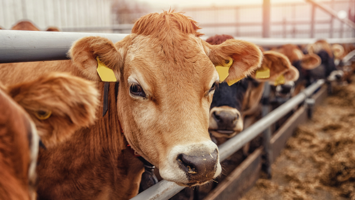 Portrait,Cows,Red,Jersey,Stand,In,Stall,Eating,Hay.,Dairy