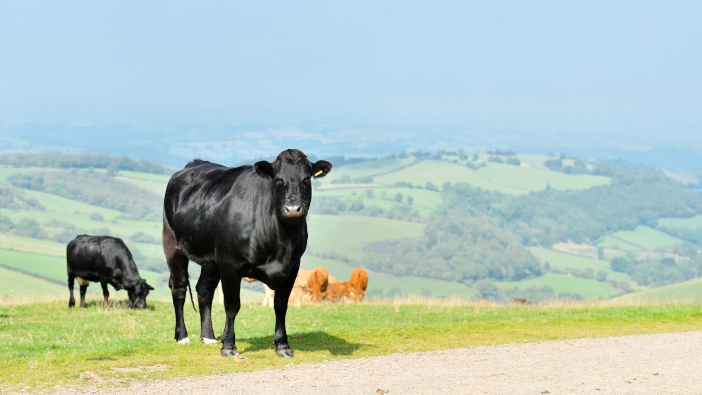 Cattle,In,Rural,England,,Uk