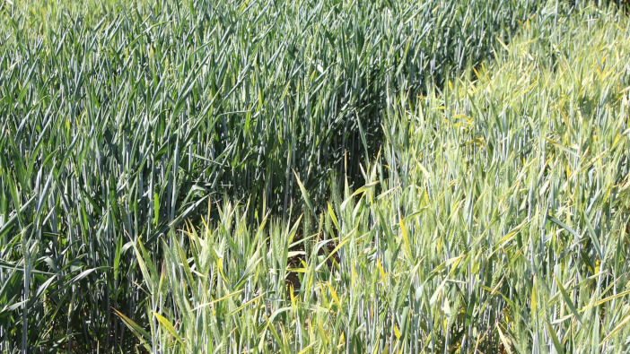 Bdv2 line (left) versus non-Bdv2 line under high BYDV pressure