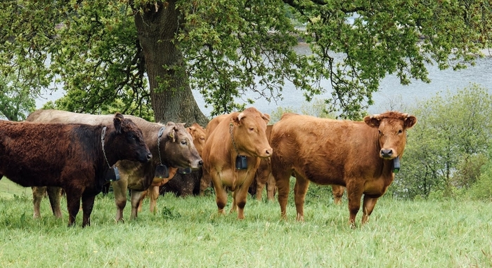 Nofence virtual grazing technology claims its space and brings new ...