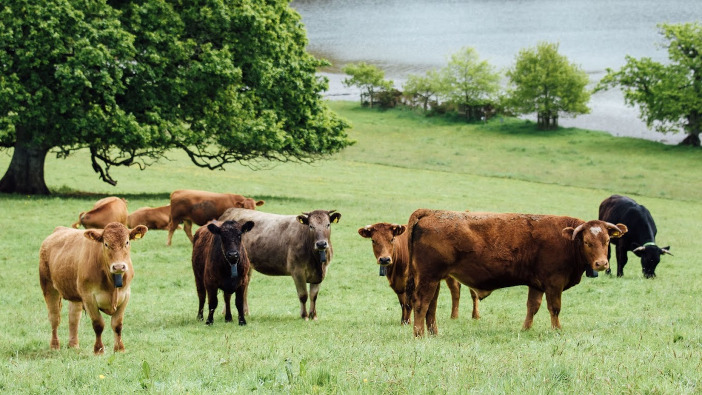 Virtual grazing technology to bring new options to UK livestock producers Beef cattle Nofence