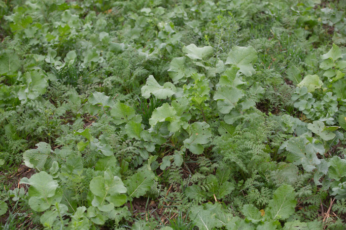 Cover crops_2