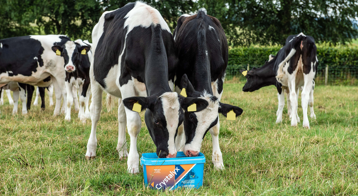 New lifelong approach to dairy efficiency