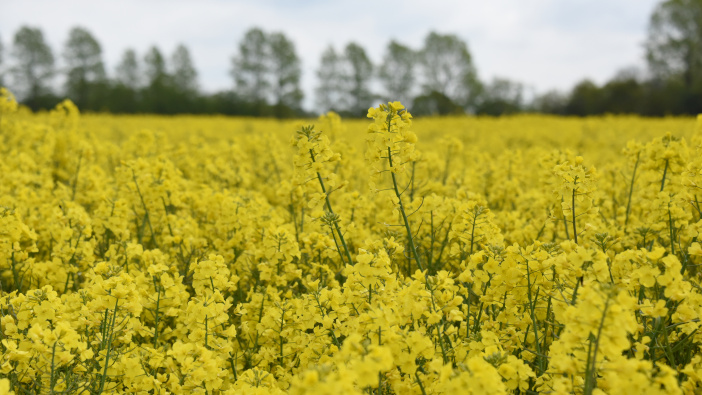 New OSR hybrid is top performer DSC_2675