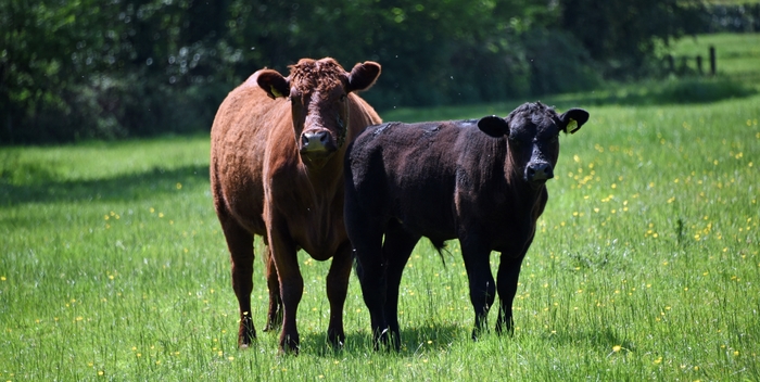 Herd Health Project Sees Improved Cattle Fertility
