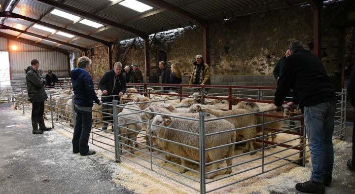 Increase in number of performance-recorded rams sold
