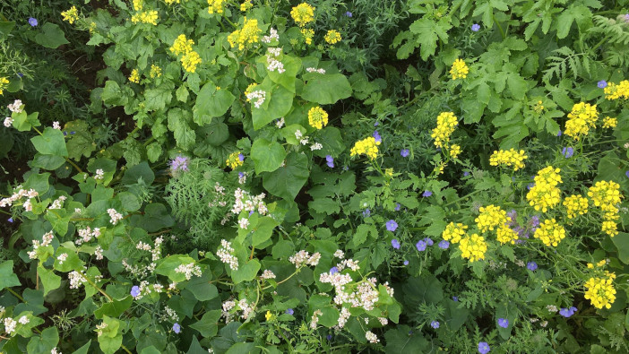 The role of catch and cover crops in the move to sustainable farming Multispecies cover crop