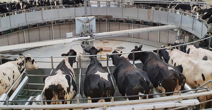 GEA’s new rotary parlour improves herd environment and boosts milk yield