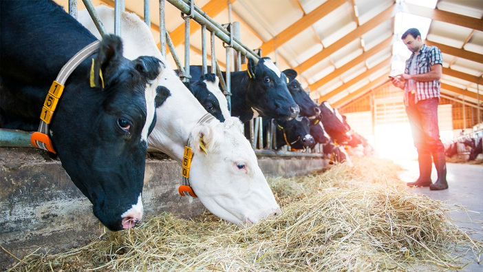 New technology collaboration from Cogent Breeding and Nedap PrecisionCOW is the latest addition to the Cogent Precision product portfolio LOWRES