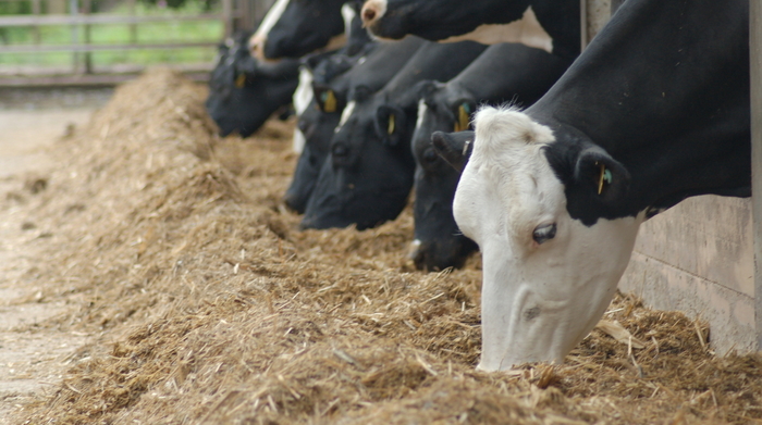 Improve hindgut health for healthier cows