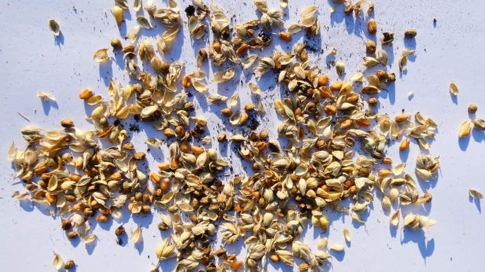 High levels of bunt warn of possible resurgence Wheat grain with bunt balls and spores - post harvest - untreated plot